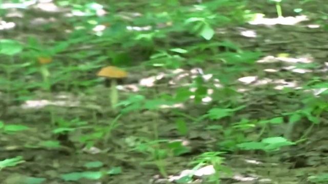 Sony DscHX300 Cъёмка с использованием зума в лесу