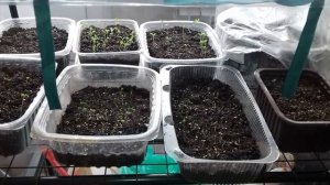 Что делать, если семена петунии не всходят .