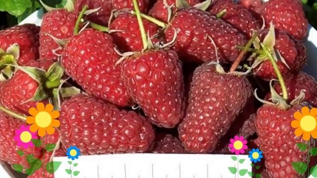 Малина обыкновенная Пингвин (Pingvin). Краткий обзор, описание характеристик, где купить саженцы смотреть онлайн