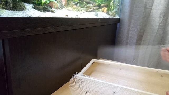 Нерест орнатусов: неудача. Сетка для нереста.