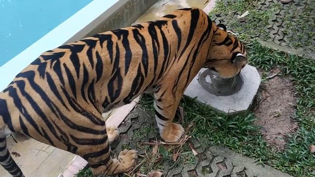 Тигриный зоопарк Tiger Kingdom на Пхукете смотреть онлайн