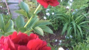 Пион Олд Фейтфул (Old Faithful)