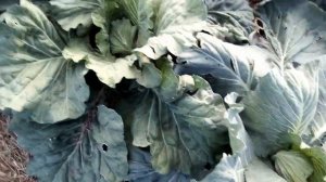 Как избавиться от крестоцветной блошки с помощью горчицы на сидерат.