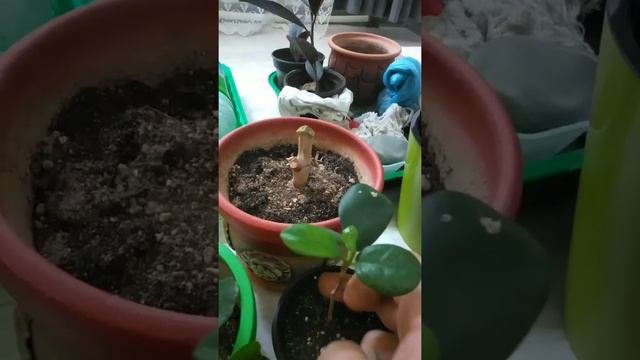 Фикус Бенджамин гүлін отростокпен көбейту жолы смотреть онлайн