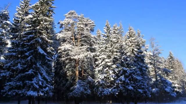 ЛЕС ПОДМОСкОВЬЕ ЗИМА Чайковский смотреть онлайн