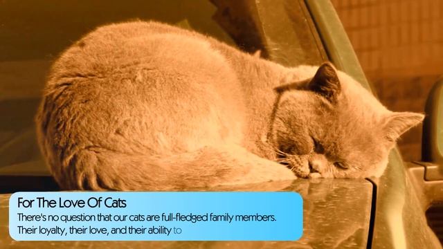 Fantastic Books About Cats, 6 Books - Digital Download (PDF) смотреть онлайн