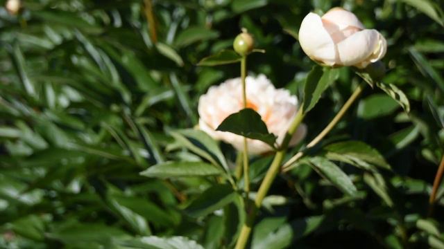 Pastelegance. Обзор пиона Пастелеганс