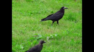 "НЕ СОЙДУТСЯ ДВЕ ДОРОГИ"... (Фото Юрия СИЗОВА (Владимир) - Валерий СЁМИН и гр. "БЕЛЫЙ ДЕНЬ")