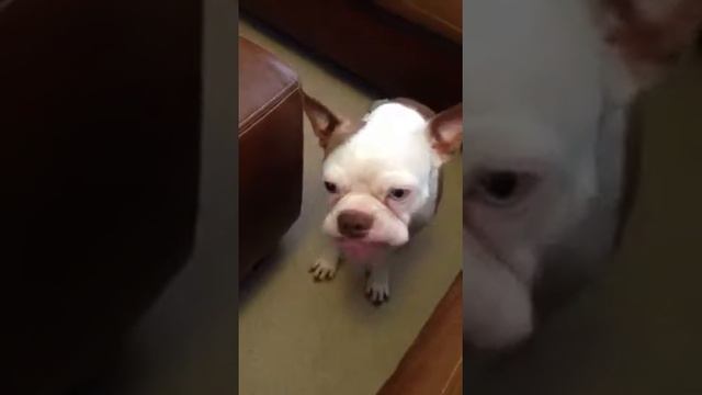 Mack's first taste of Peanut Butter смотреть онлайн