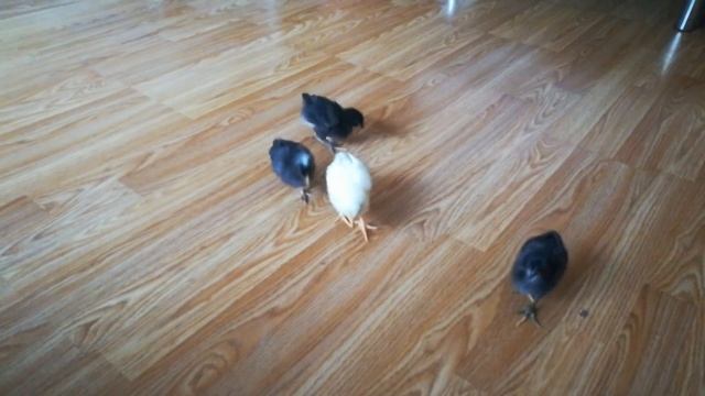 Маленькие цыпы доминанты смотреть онлайн