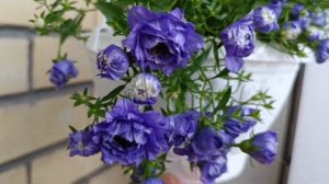 Бакопа махровая, Кампанула.