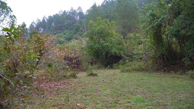 Harvest Large Quantities Of Cassava Roots, How To Preserve And Ferment - Trai Farm