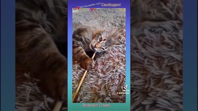 💥💖Котик мейн-кун Йогурт💖💥 Видеообзор 📹 на то, какие функции и характеристики идут с этим котофеем смотреть онлайн