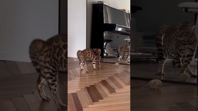 Завис называется, требуется срочная перезагрузка.