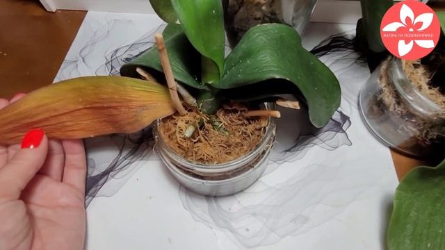 Орхидеи без корней. Реанимация.Июль 2021 смотреть онлайн