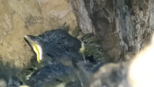 Желторотики в дупле смотреть онлайн