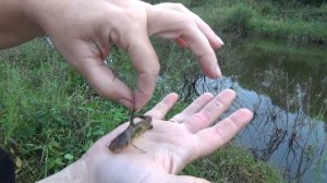 Косатка - скрипун