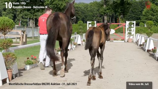 Onlive-Auktion Dressurfohlen Lot 10 Dynamic Queen K Stute v. Dynamic Dream - Belissimo M смотреть онлайн