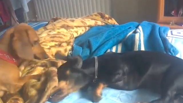 собачья радость быть вместе