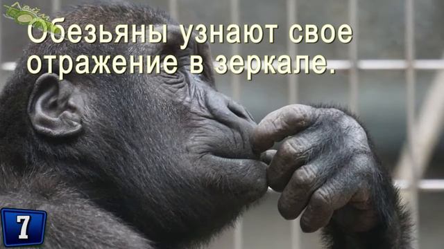 Какие факты из мира животных правда. Проверь свой интеллект. Вопросы на интеллект смотреть онлайн