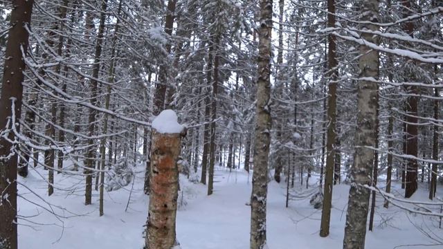 Счастливый заяц