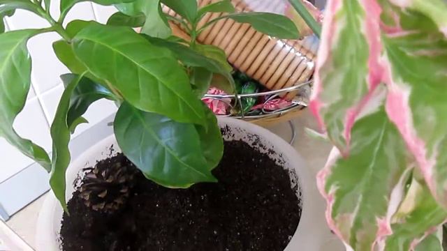 цветульки красатульки год спустя. смотреть онлайн