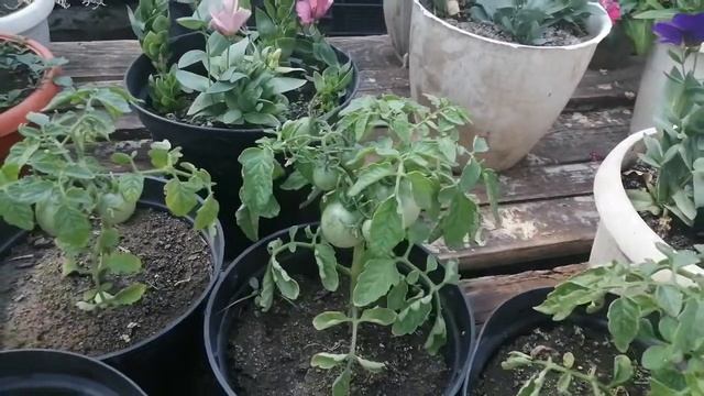 Томат "Балконное чудо" и в правду ЧУДО! смотреть онлайн