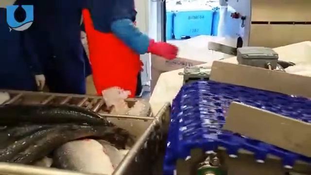 АППАРАТ ДЛЯ ЧИСТКИ РЫБЫ TRI 4 CXX смотреть онлайн