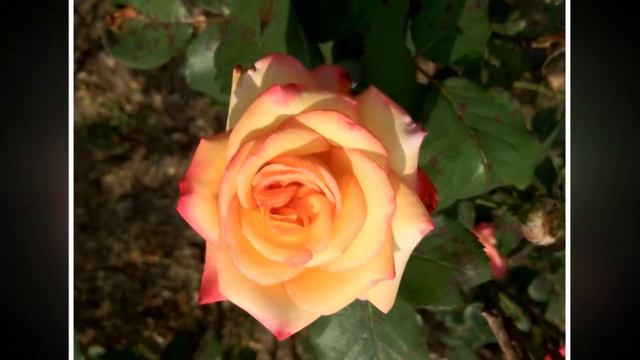 Every moment Sacred смотреть онлайн