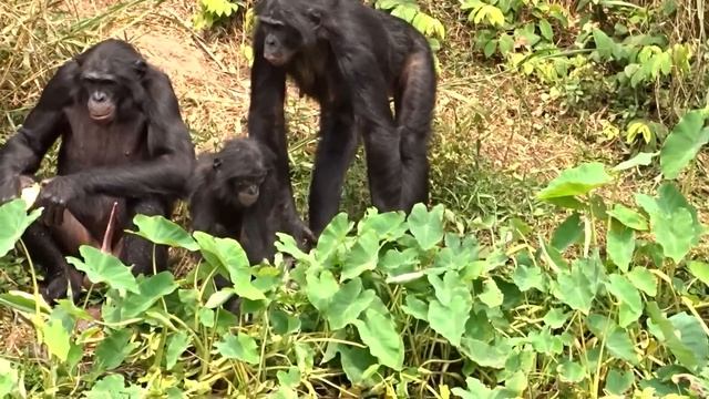 30 Minutes of Interesting Animal Moments In The Jungle! смотреть онлайн