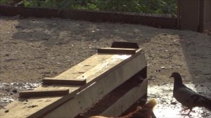 КОРМУШКА ДЛЯ КУР (АНТИГОЛУБИНЫЙ)