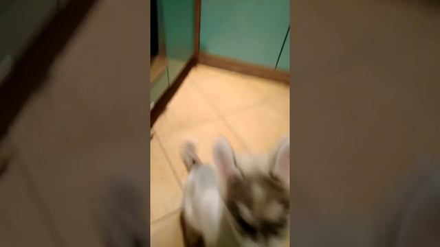 Как научить щенка хаски есть аккуратно? смотреть онлайн