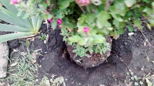 ПЕРЕСАДКА ХРИЗАНТЕМЫ ИЗ ГОРШКА В ОТКРЫТЫЙ ГРУНТ.