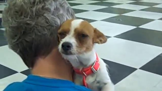 Petunia Chihuahua/Jack Russell X For Adoption At Riff's Friends! 214-369-7267