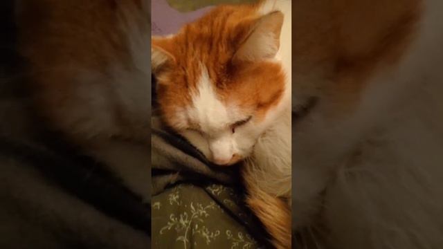 Тайная жизнь домашних животных #коты #catlover #newyear2024