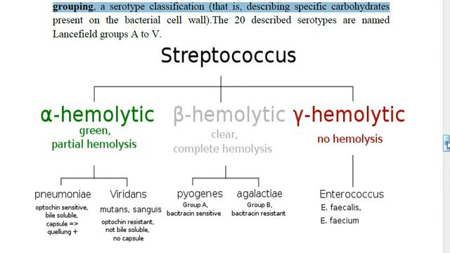 ( bacteriology-نظري تحليلات ثانية )Streptococcus 1 смотреть онлайн