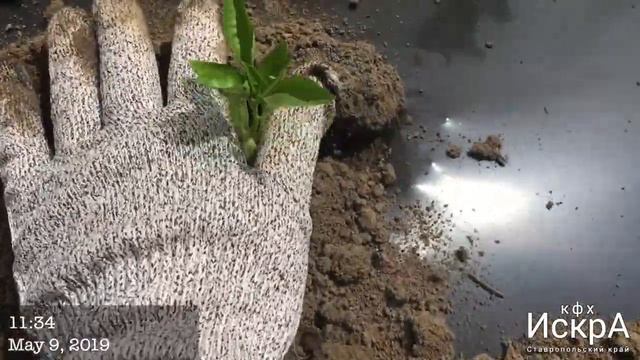 Перец сладкий Богатырь смотреть онлайн