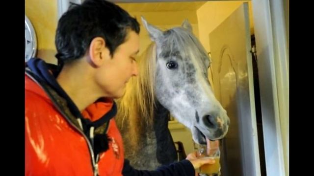 Лошадь в доме смотреть онлайн