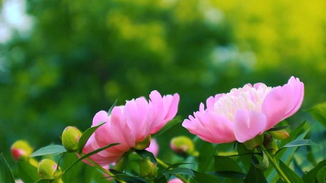 Красивые Пионы в саду | Футажи красивая природа [FullHD] смотреть онлайн