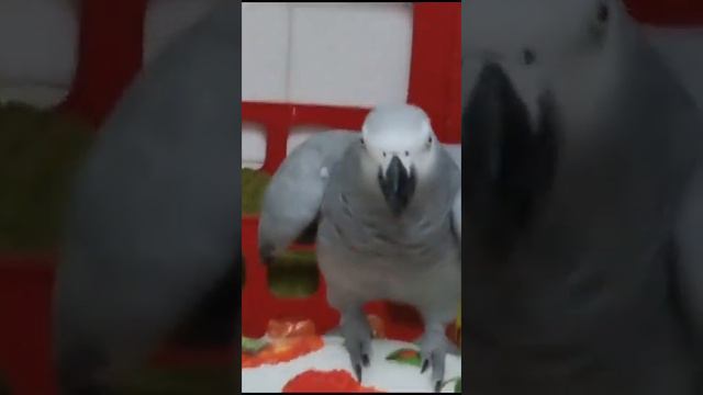 - а как мама смеётся? здо́рово! - а чито́? чито́шко!.. смотреть онлайн