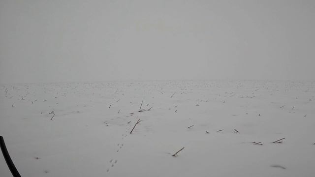 Охота на зайца 7-0. 31.12.2022 г. смотреть онлайн