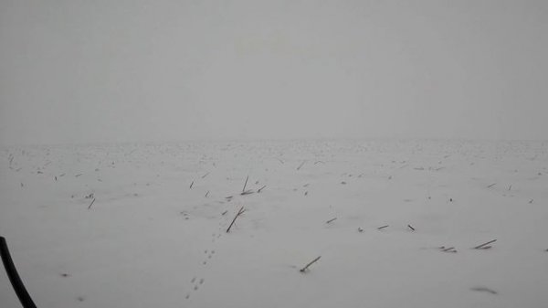 Охота на зайца 7-0. 31.12.2022 г.