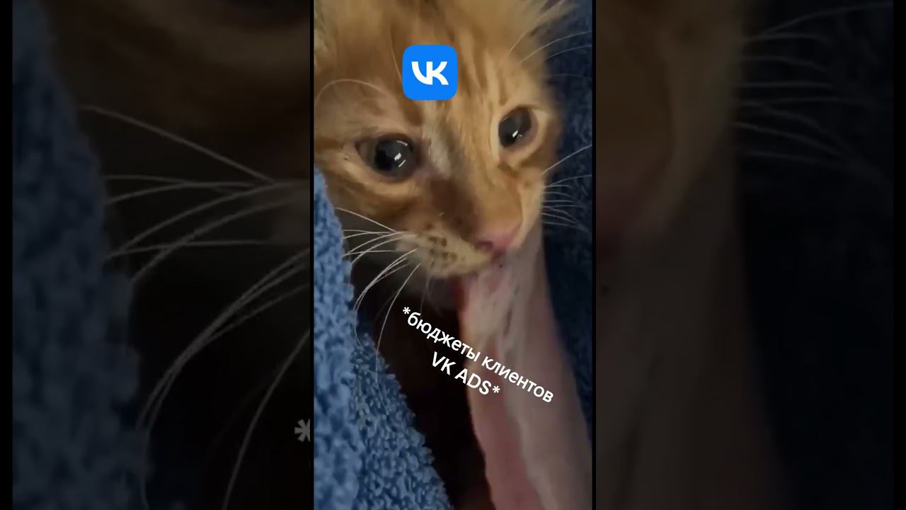 Когда VK ADS жрет рекламный бюджет... #vk #catshorts #shorts смотреть онлайн