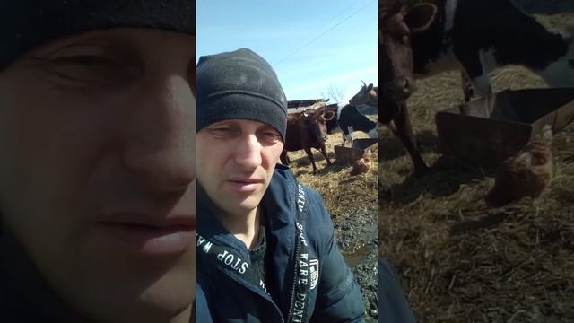 Краткий анонс разведения крупного рогатого скота, в домашних условиях.