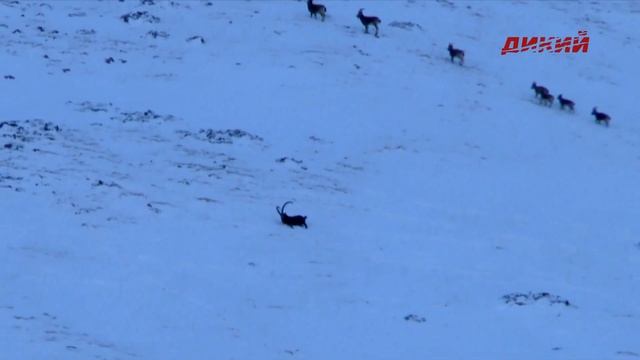 За среднеазиатским козерогом в Казахстан. Горная охота Эдуарда Бендерского. смотреть онлайн