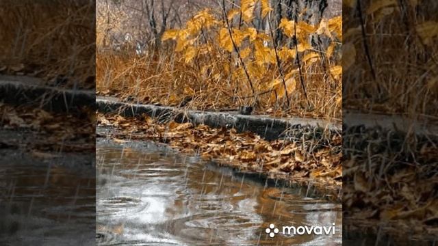 Елена Камбурова. Дождик осенний. смотреть онлайн