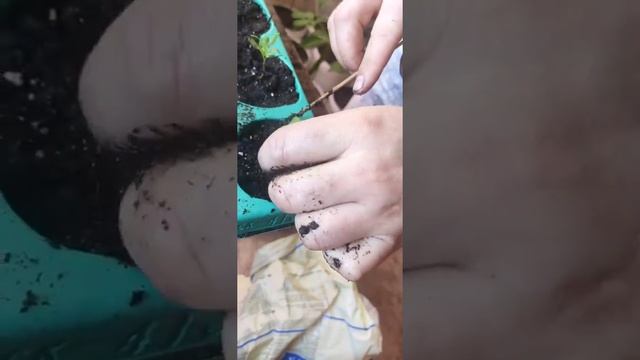 Пикирование Катальпы смотреть онлайн