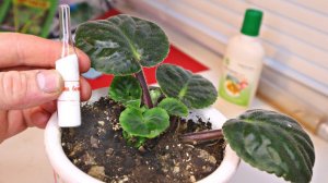 Жалею что раньше не знала! Триходерма для домашних растений решит все проблемы комнатных цветов.