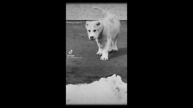 ЭДИТ||| Я ХОЧУ НАЙТИ ТУ САМУЮ 🐕||| Что живёт под лавкой |||🐕 смотреть онлайн