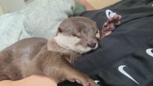 Выдра Котаро и Хана. Симпатичная Хана с мягкими конечностями и криками